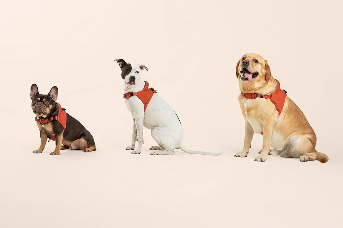 9 Types of Dogs You See on Every Walk
