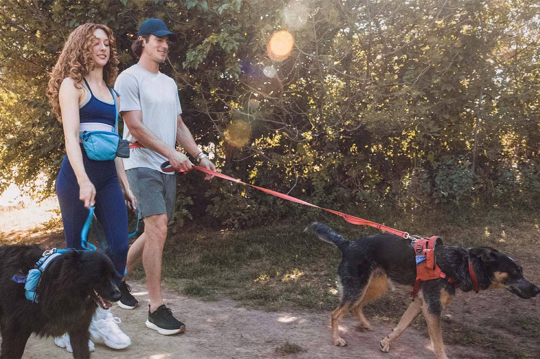New Year, New Walks: Simple Ways to Refresh Your Dog’s Routine
