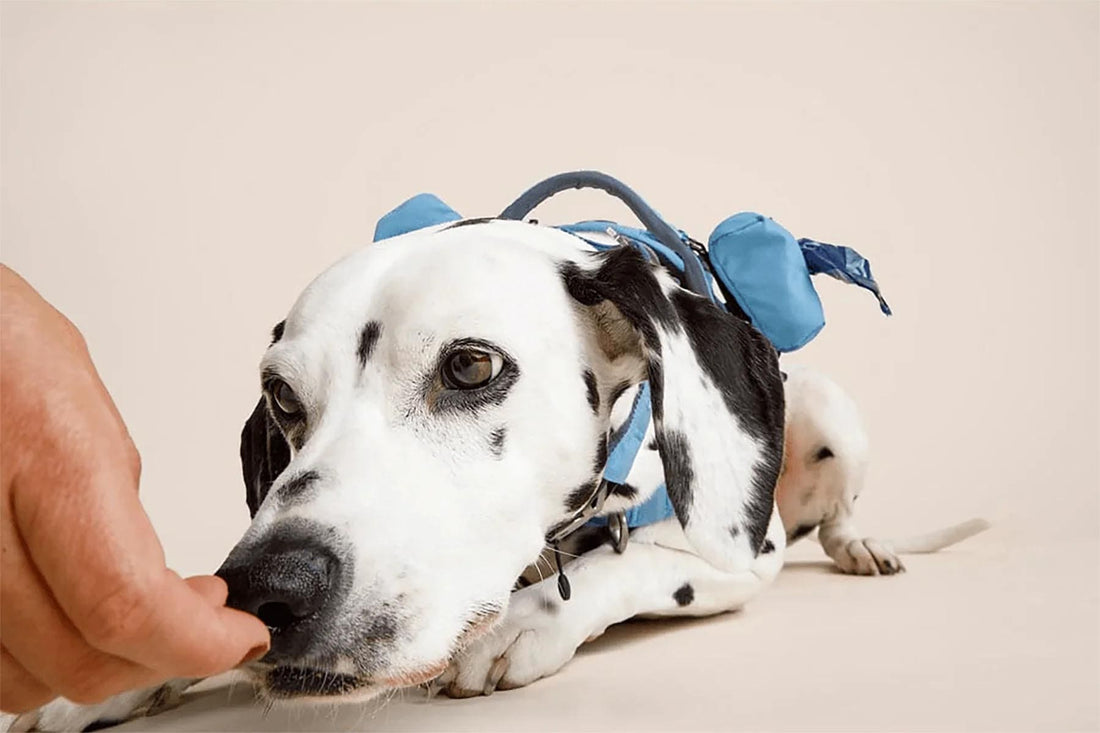 The Benefits of Sniffing: Why Slowing Down Matters for Your Dog