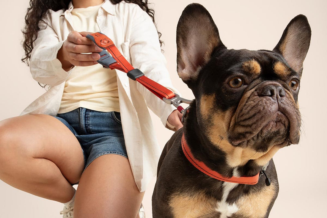 Dog with Ready-Go Quick Grip