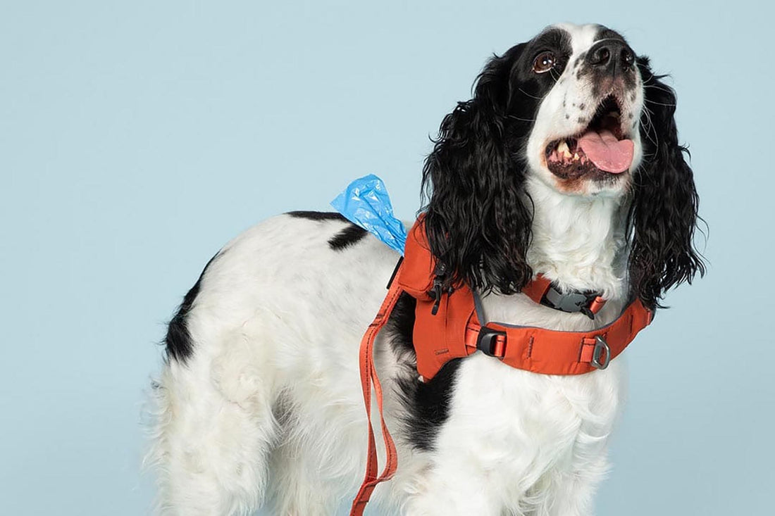 The Gentle Wuff Simpatico System: A Smarter Way to Walk Your Dog