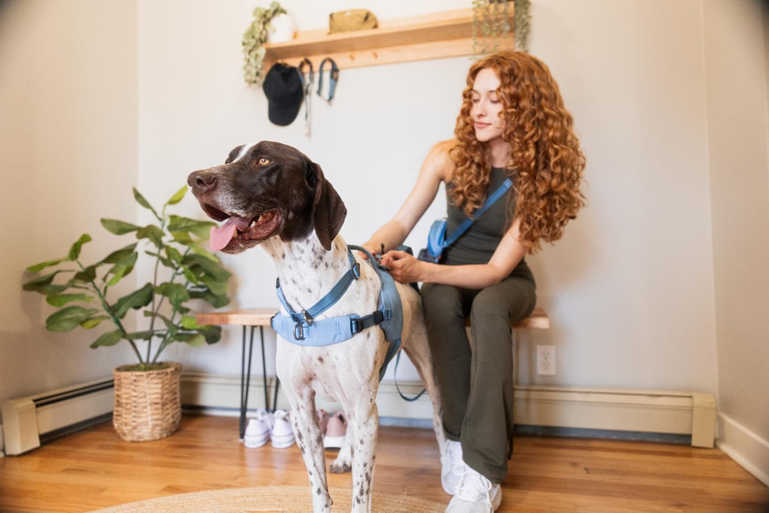 How Often Should You Walk Your Dog? A Complete Guide