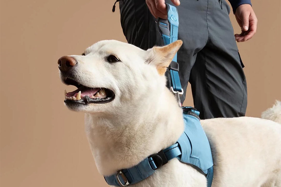 7 Ways to Make Winter Walks Less Boring (For You and Your Dog)