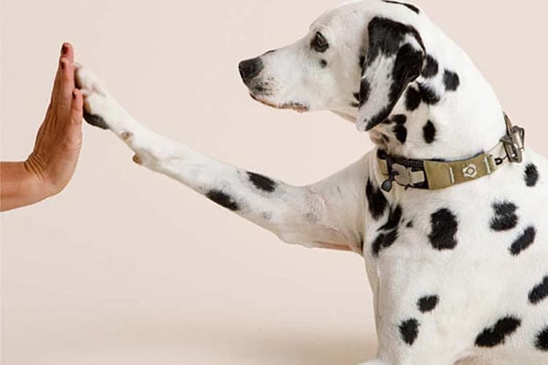 9 Indoor Games for Dogs When it's too Cold to go Outside