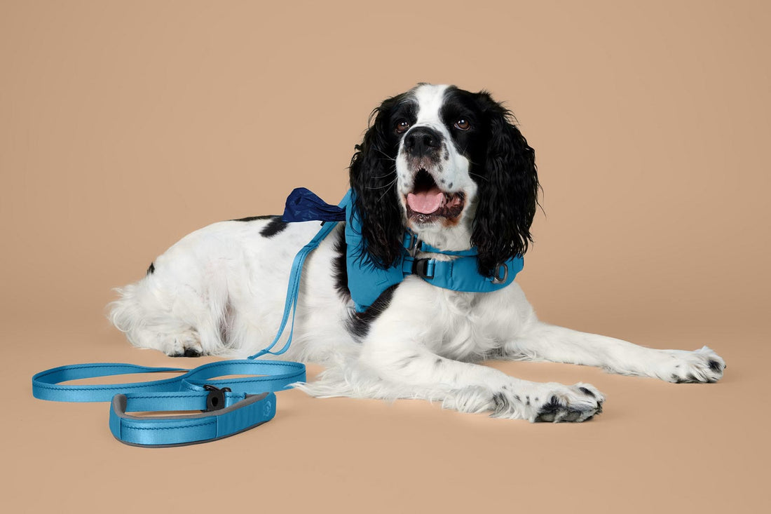 dog using Gentle Wuff's Simpatico System