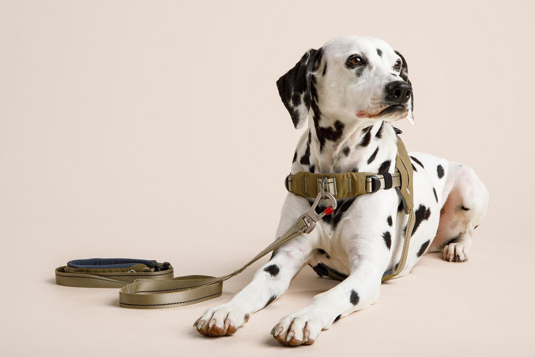 How to Stop Your Dog from Pulling on Walks