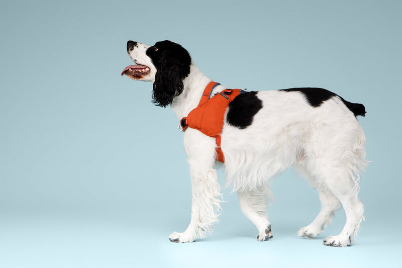 Harnesses & Collars