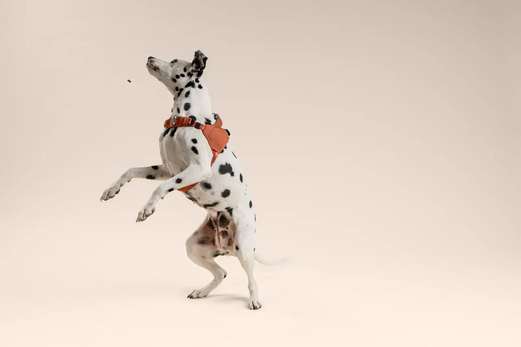 Ready-Go Harness