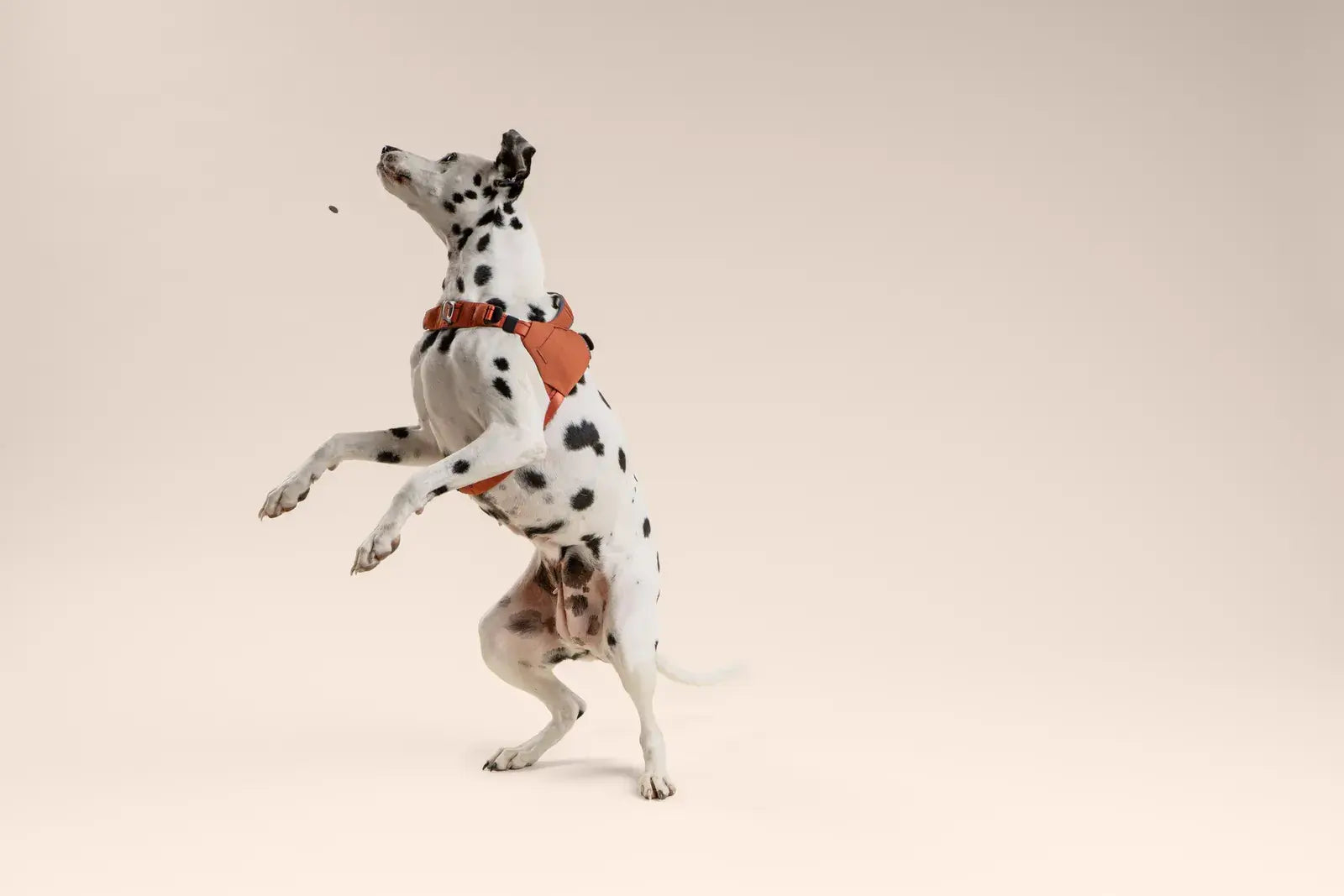 Ready-Go Harness