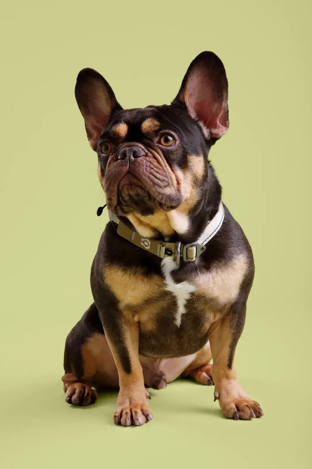 Ready-Go Collar