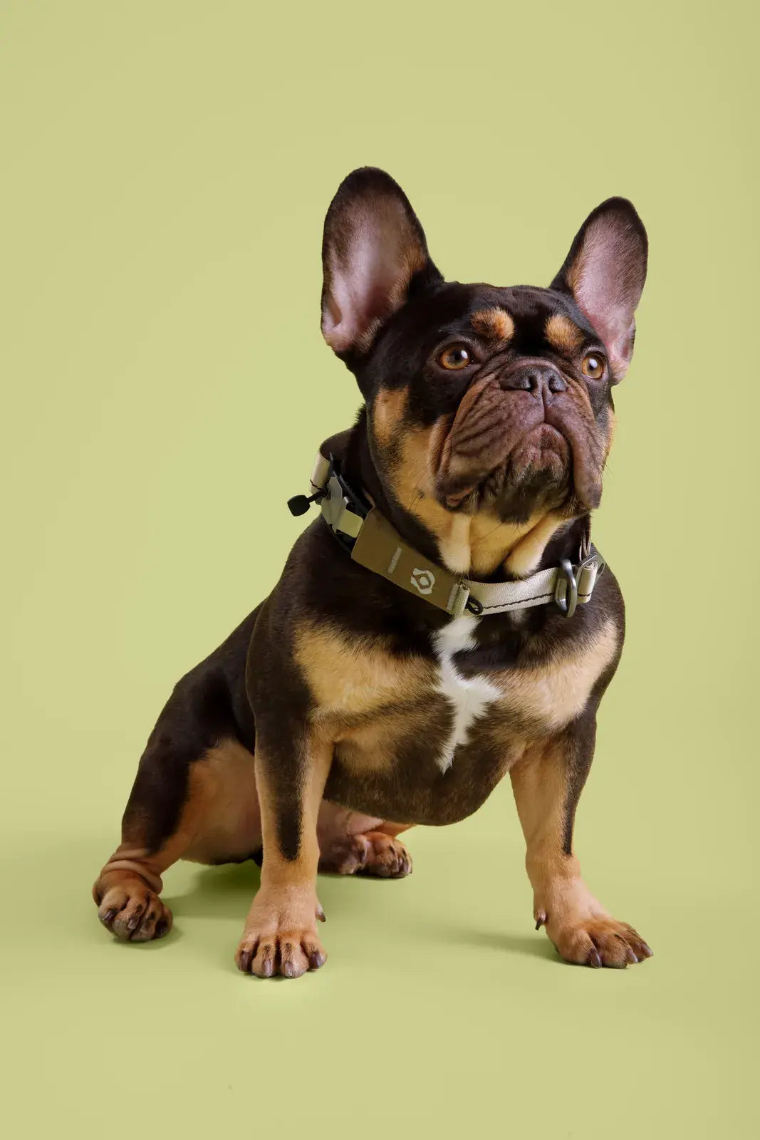 Ready-Go Collar