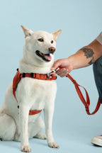 Ready-Go Harness