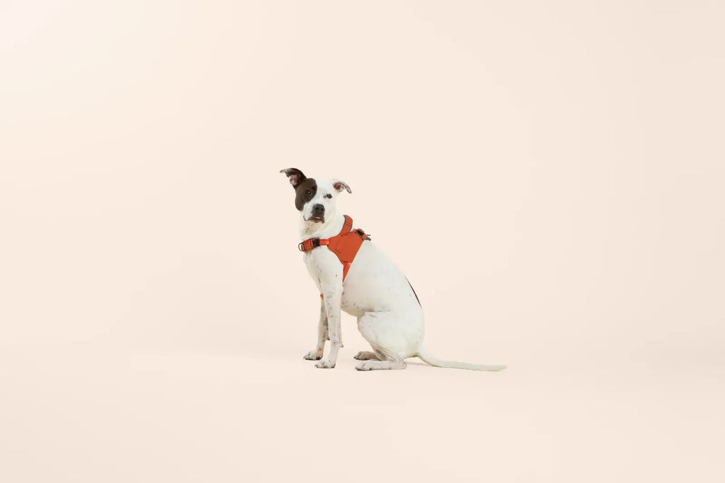 Ready-Go Harness