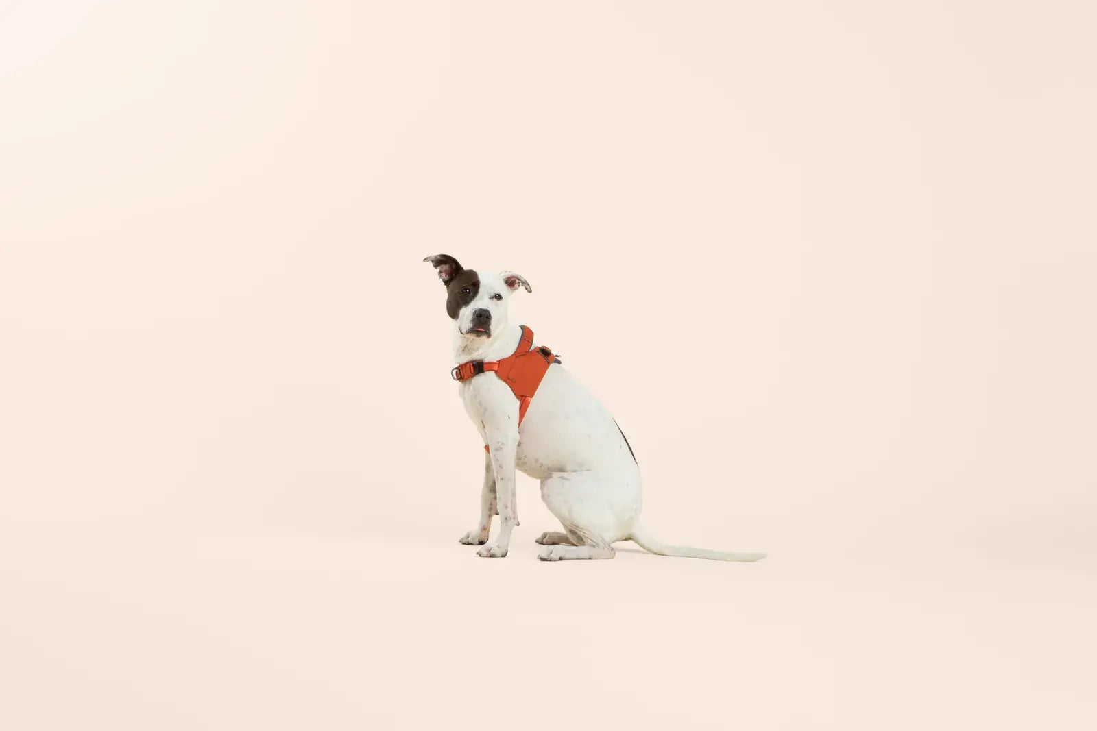 Ready-Go Harness
