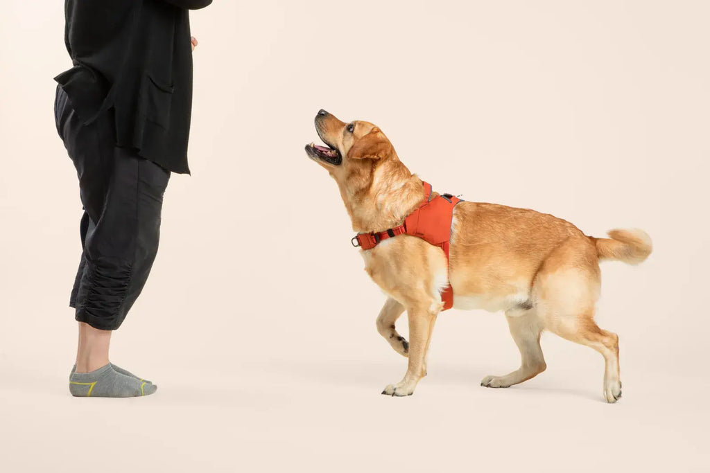 Ready-Go Harness