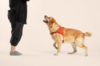 Ready-Go Harness