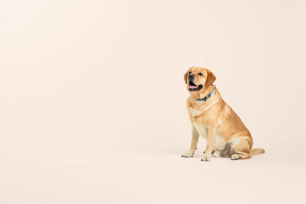 Ready-Go Collar