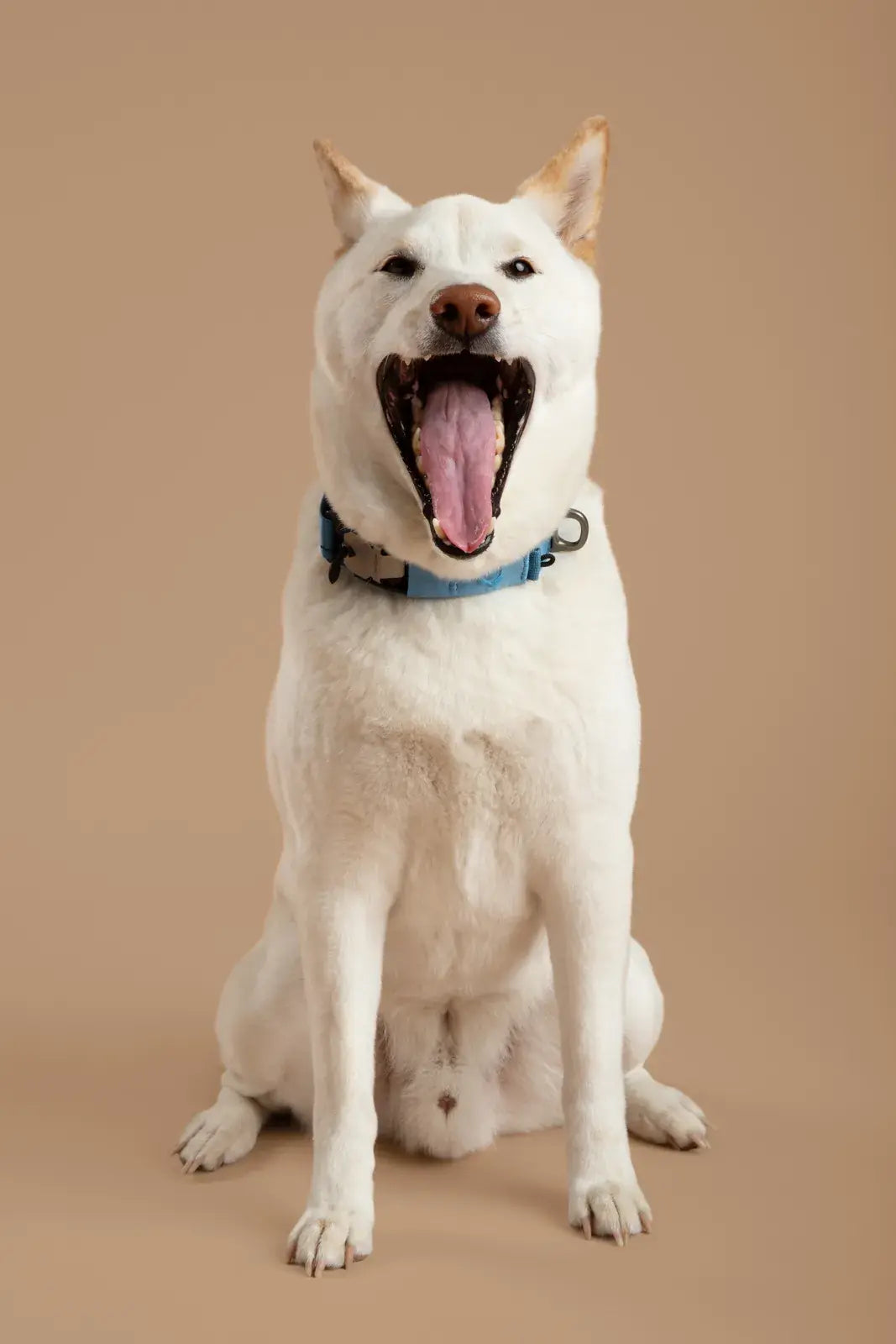 Ready-Go Collar