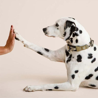 Dalmatian dog giving a high-five to a person on a beige background