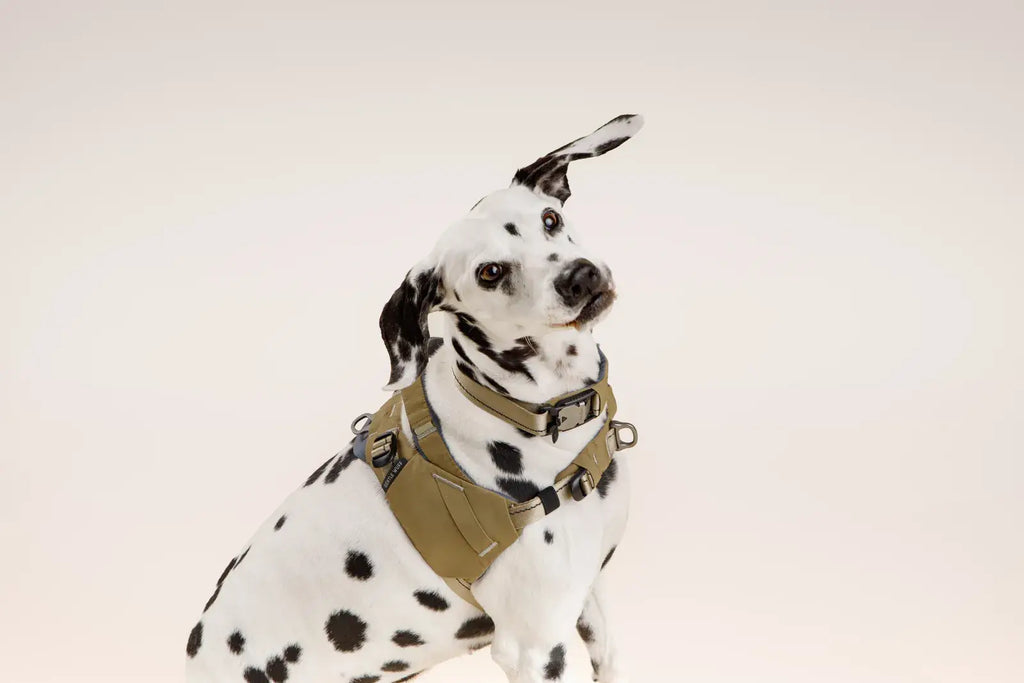 Ready-Go Harness