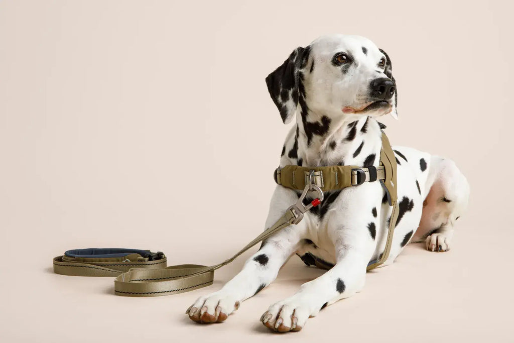 Ready-Go Leash