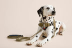 Ready-Go Leash