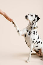 Ready-Go Collar