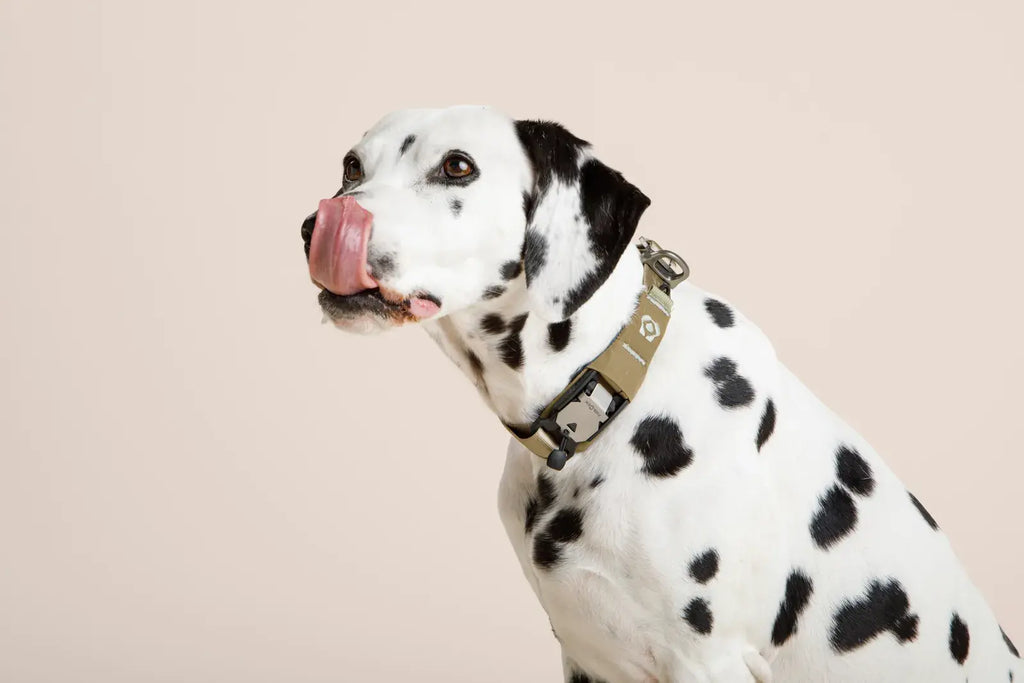 Ready-Go Collar