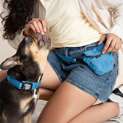 Person with a dog wearing a blue pet carrier on their back
