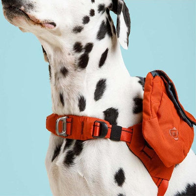 Dalmatian dog wearing an orange harness with a blue background